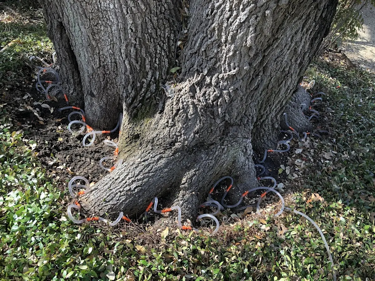 Detailed Shrub and Hedge Trimming job site in Dow City
