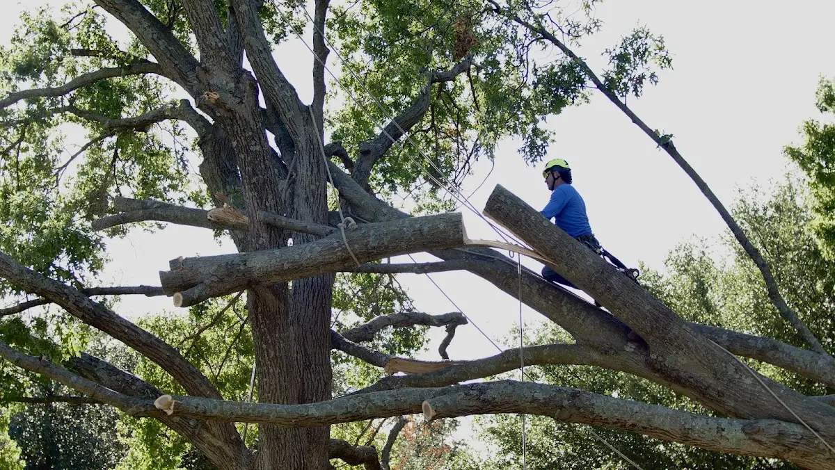 Professional Hazardous Tree Removal performed by certified arborists in Dow City