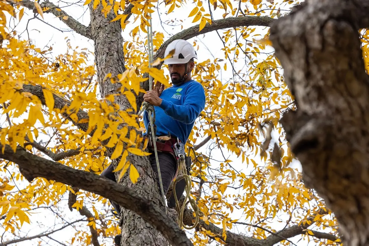 Skilled Tree Pruning crew working in Dow City
